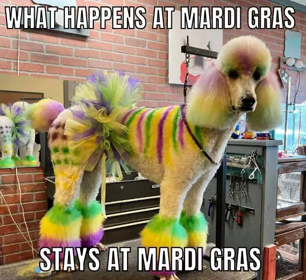 20 Funny Mardi Gras Memes to Make 2026 Carnival Better What Happens At Mardi Gras Meme