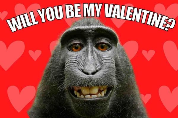 Will You Be My Valentine Meme on Monkey